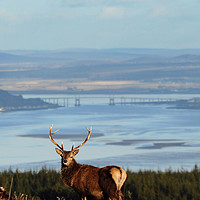 Buy canvas prints of Stag Overlooking the Beauly Firth and Inverness by Macrae Images