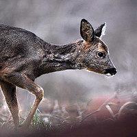 Buy canvas prints of Roe Deer by Macrae Images
