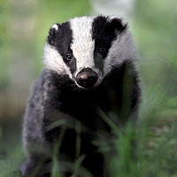 Buy canvas prints of Badger by Macrae Images