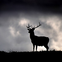 Buy canvas prints of  Stag silhouette by Macrae Images