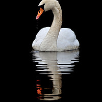 Buy canvas prints of   Mute Swan by Macrae Images