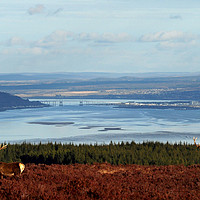 Buy canvas prints of View down the Beauly Firth to Inverness by Macrae Images
