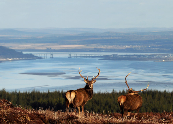 Stags Above the Beauly Firth and Inverness Picture Board by Macrae Images