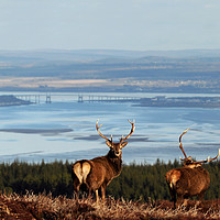 Buy canvas prints of Stags Above the Beauly Firth and Inverness by Macrae Images