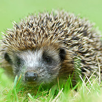 Buy canvas prints of Hedgehog by Macrae Images