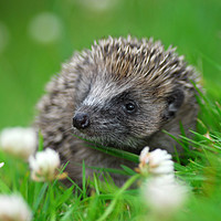 Buy canvas prints of Hedgehog by Macrae Images