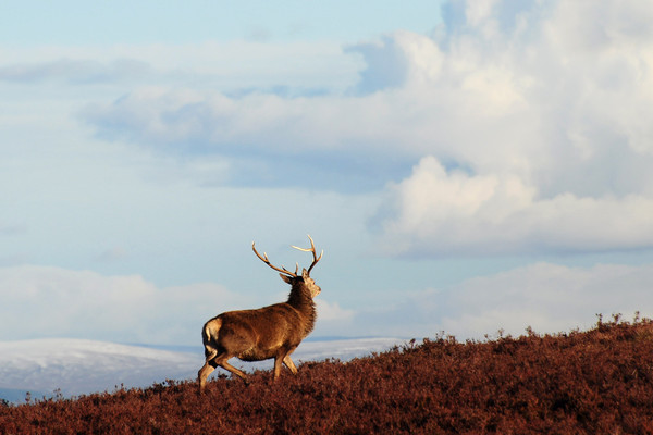 Red Deer Stag on the Hillside Picture Board by Macrae Images