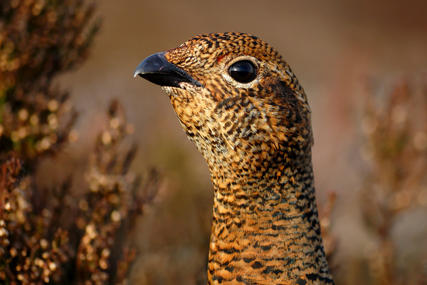 Red Grouse Picture Board by Macrae Images