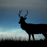 Buy canvas prints of Stag Silhouette by Macrae Images