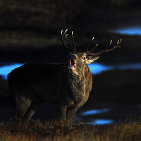 Buy canvas prints of Royal Stag by Macrae Images