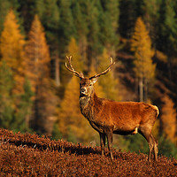 Buy canvas prints of Red Deer Stag by Macrae Images