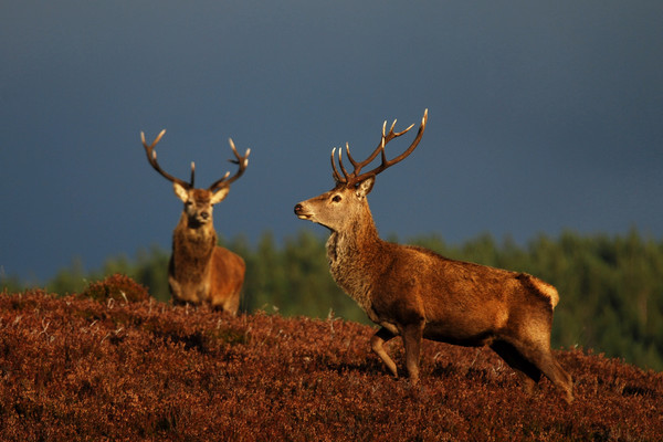  Red Deer Stags Picture Board by Macrae Images