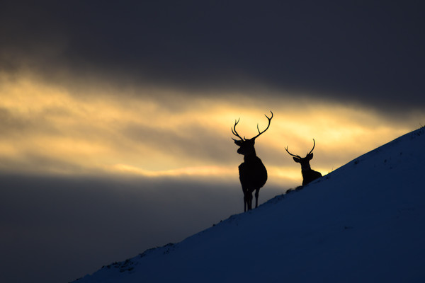 Winter Stags Silhouette Picture Board by Macrae Images