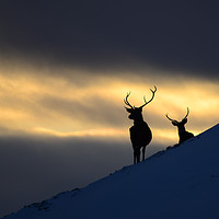 Buy canvas prints of Winter Stags Silhouette by Macrae Images