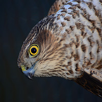 Buy canvas prints of Sparrowhawk by Macrae Images