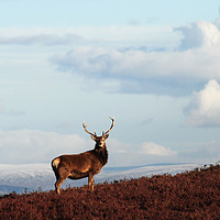 Buy canvas prints of Red Deer Stag by Macrae Images