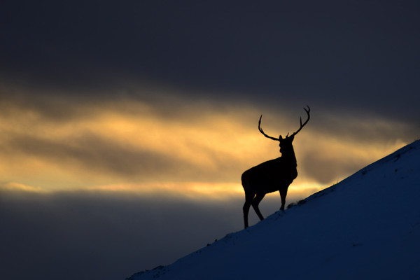 Stag Silhouette Picture Board by Macrae Images