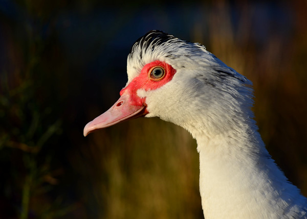 Muscovy Duck Picture Board by Macrae Images