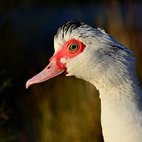 Buy canvas prints of Muscovy Duck by Macrae Images