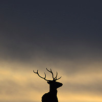 Buy canvas prints of Stag Silhouette  by Macrae Images