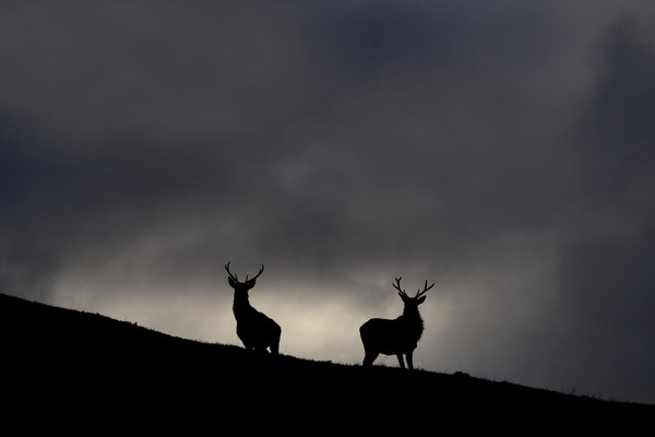 Strathfarrar Silhouettes Picture Board by Macrae Images