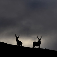 Buy canvas prints of Strathfarrar Silhouettes by Macrae Images