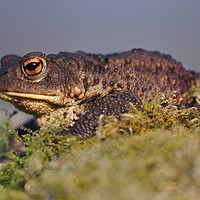 Buy canvas prints of Toad  by Macrae Images
