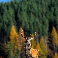 Buy canvas prints of Red Deer Stag  by Macrae Images
