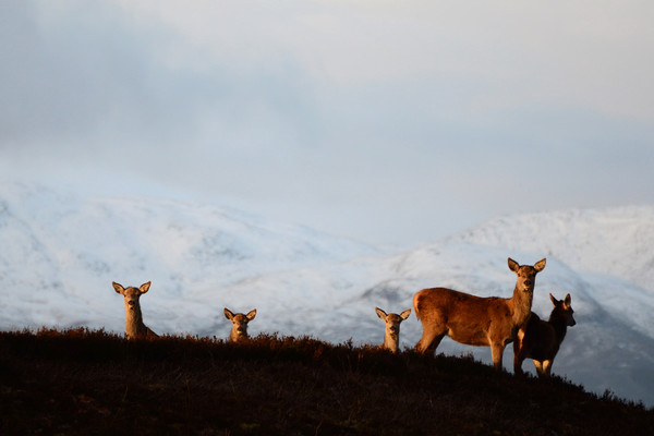 Red Deer in the Highlands  Picture Board by Macrae Images