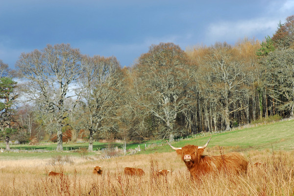 Highland Cow Picture Board by Macrae Images
