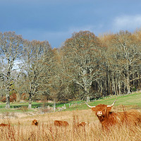 Buy canvas prints of Highland Cow by Macrae Images