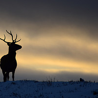 Buy canvas prints of Stag Silhouette by Macrae Images