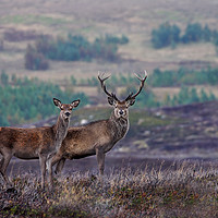 Buy canvas prints of Red Deer  by Macrae Images