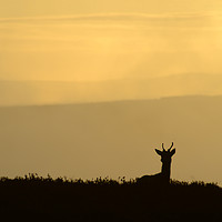 Buy canvas prints of Deer Silhouette by Macrae Images