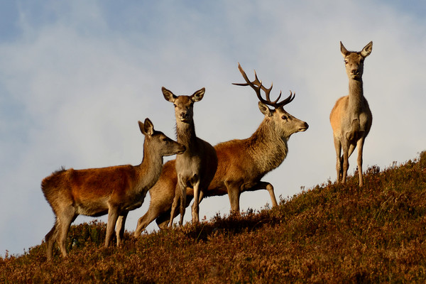 Red Deer in the Highlands  Picture Board by Macrae Images