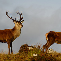 Buy canvas prints of Red Deer in the Highlands  by Macrae Images