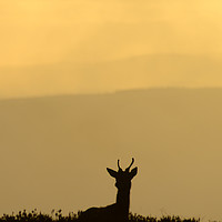 Buy canvas prints of Deer Silhouette  by Macrae Images