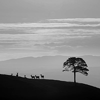 Buy canvas prints of Silhouettes  by Macrae Images