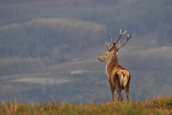 Red Deer Stag  Picture Board by Macrae Images