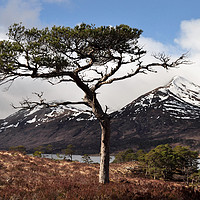 Buy canvas prints of  Glen Affric   by Macrae Images