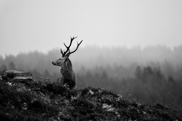 Above the Mist Picture Board by Macrae Images