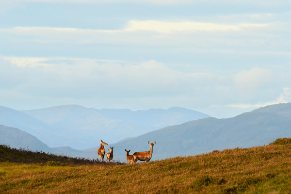 Red Deer in the Highlands Picture Board by Macrae Images