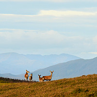 Buy canvas prints of Red Deer in the Highlands by Macrae Images