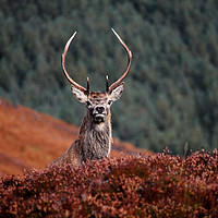 Buy canvas prints of Red Deer Stag   by Macrae Images