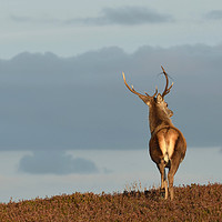 Buy canvas prints of Red Deer Stag   by Macrae Images