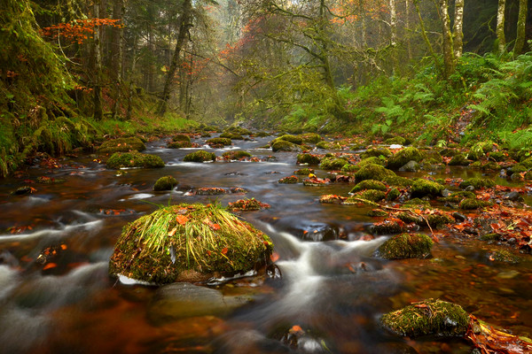 Reelig Glen Picture Board by Macrae Images