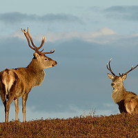 Buy canvas prints of Red Deer Stags by Macrae Images