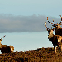 Buy canvas prints of Red Deer Stags by Macrae Images