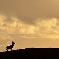 Buy canvas prints of Strathglass Silhouette by Macrae Images