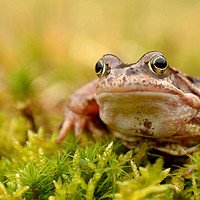 Buy canvas prints of Frog by Macrae Images